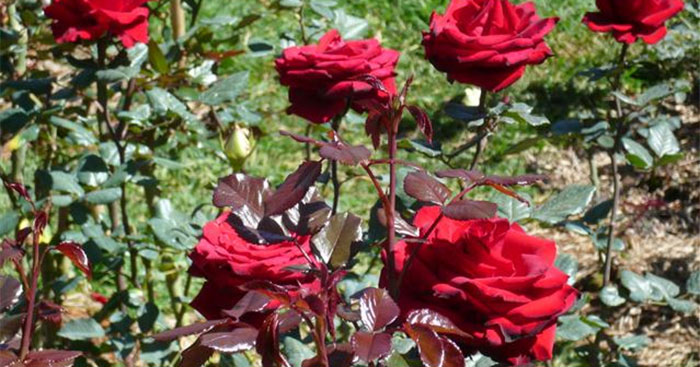 Tập làm văn lớp 5: Tả cây hoa hồng mà em yêu thích (Dàn ý + 14 Mẫu)