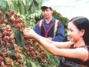 Hãy trình bày các điều kiện tự nhiên và kinh tế - xã hội đối với sự phát triển cây cà phê ở Tây Nguyên. Nêu các khu vực chuyên canh cà phê và các biện pháp để có thể phát triển ổn định cây cà phê ở vùng này.