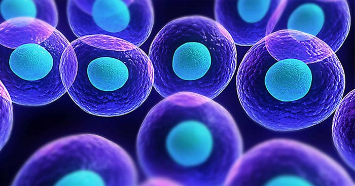 Sinh học 10 Bài 16: Chu kì tế bào và nguyên phân
